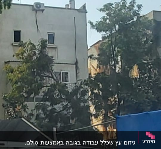 בניין עם עצים גזומים בחזית